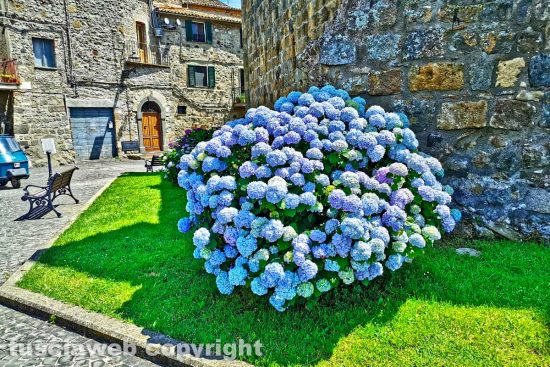 Bolsena - Ortensie