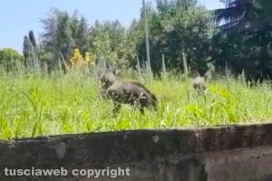 Viterbo - Cinghiali a passeggio al Murialdo