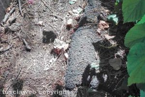 Viterbo - Incuria sui marciapiedi in viale Fiume