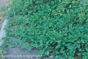 Viterbo - Incuria sui marciapiedi in viale Fiume