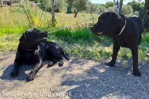 Montefiascone - I due cani trovati in via Otto marzo
