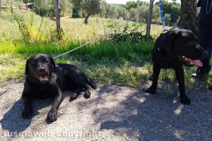 Montefiascone - I due cani trovati in via Otto marzo