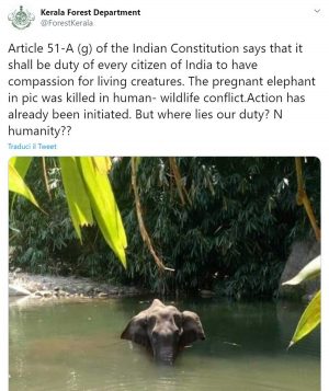 Il Tweet del Kerala forest department sulla morte dell'elefantessa