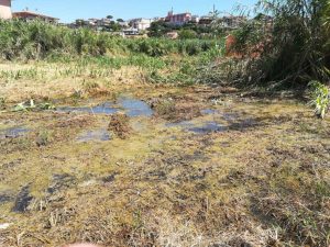 "Pantano ed erba alta nel terreno nel quartiere di Madonna dell'Olivo"