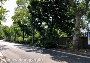 Viterbo - Viale Trieste invasa dalle erbacce