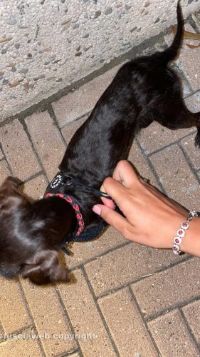 Il cane smarrito a Tarquinia lido