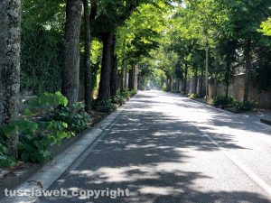 Viterbo - Viale Trieste invasa dalle erbacce