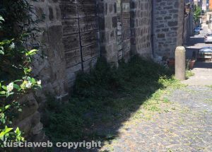 Viterbo - Erbacce a via della Salita