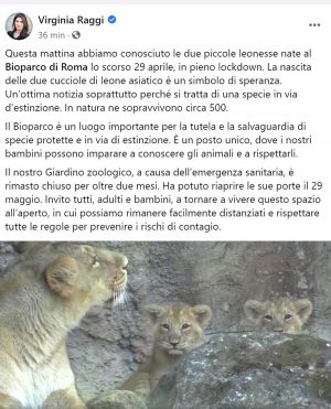 Il post Facebook della sindaca di Roma Raggi sulla nascita delle due leonesse al Bioparco