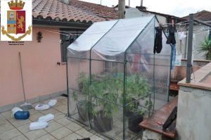 Coltiva marijuana in terrazza, denunciato