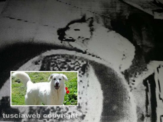 Nuvola, il cane ucciso con una balestra