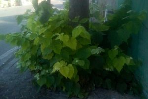 Montefiascone - Incuria nel paese