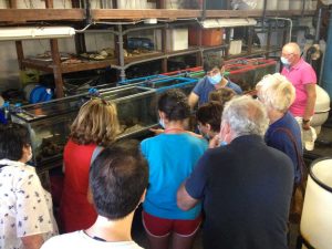 La visita del 18 luglio al centro ittiologico di TarquiniaLa visita del 18 luglio al centro ittiologico di Tarquinia