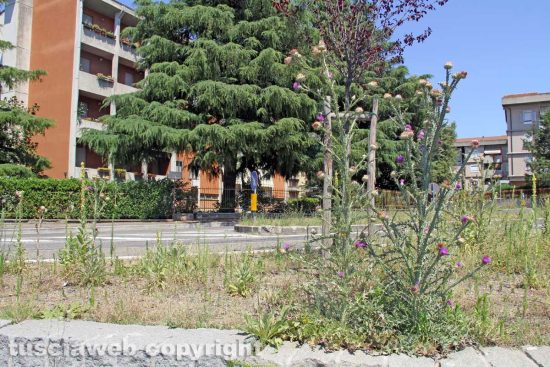 Viterbo - Erba alta dalle parti di via della Pila