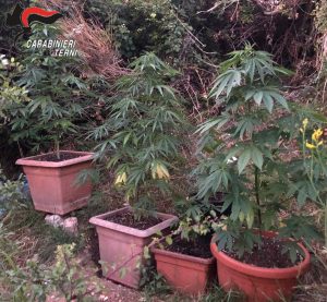 Le piante di marijuana sequestrate a Stroncone