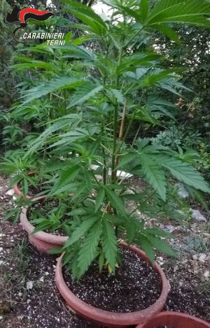 Le piante di marijuana sequestrate a Stroncone