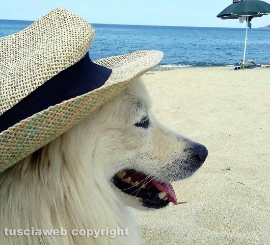 Whisky al mare