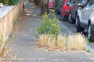 Viterbo - Incuria in via Treviso