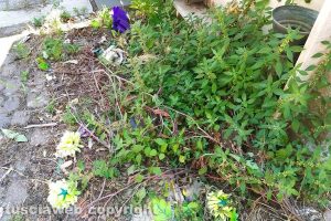 Montefiascone - Erbacce nel cimitero
