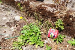 Montefiascone - Una scatoletta di carne abbandonata nel cimitero