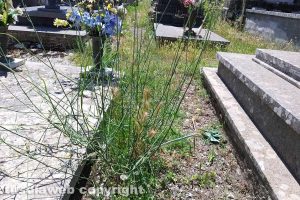 Montefiascone - Erbacce nel cimitero