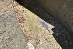 Montefiascone - La lama di un coltello ritrovata nel cimitero