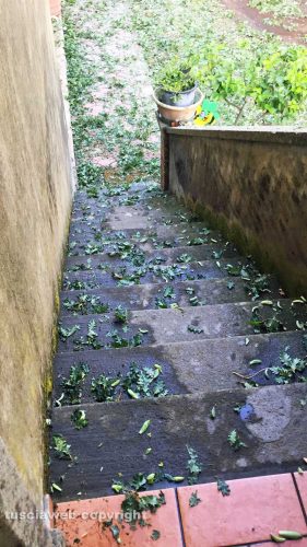 Grandinata a Viterbo