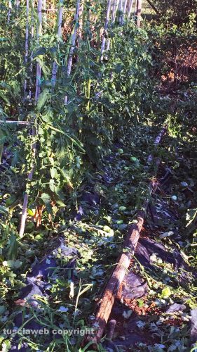 Grandinata a Viterbo distrugge raccolto di pomodori