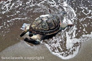 Tartaruga marina trovata morta in spiaggia