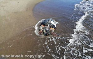 Tartaruga marina trovata morta in spiaggia