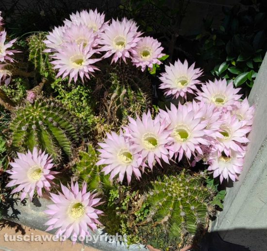 I meravigliosi fiori del "cuscino della suocera"