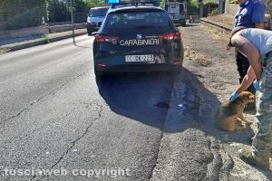 Il cagnolino investito sulla Cassia nord