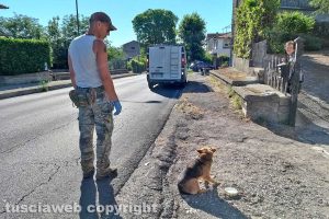 Il cagnolino investito sulla Cassia nord