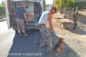 Il cagnolino investito sulla Cassia nord