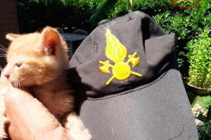 Gattino salvato dai vigili del fuoco