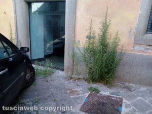Viterbo - Erbacce in Largo Cesare Battisti