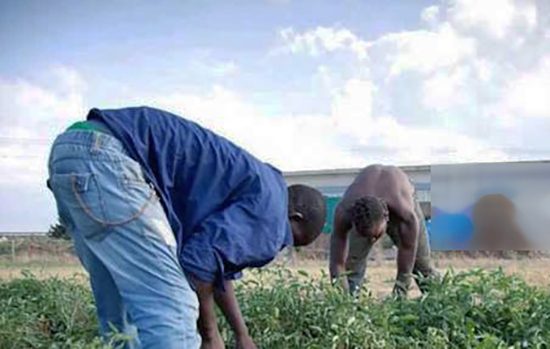 Braccianti agricoli - Immagine di repertorio