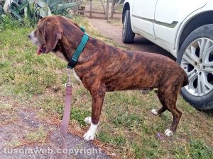 Il cane trovato a Castel D'Asso