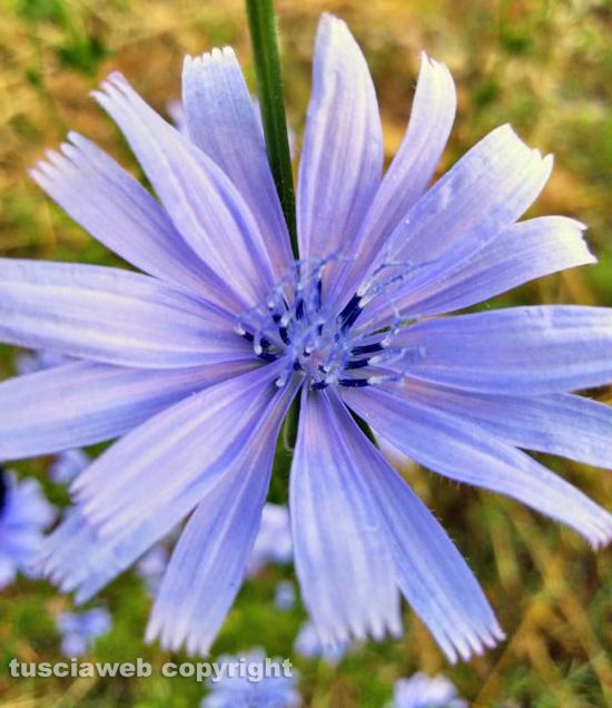 Soriano nel Cimino - Cicoria in fiore - Foto di Giuseppe Nicita