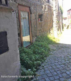 Viterbo - Erbacce a via della Salita