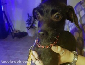 Il cane smarrito a Tarquinia lido