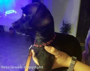 Il cane smarrito a Tarquinia lido