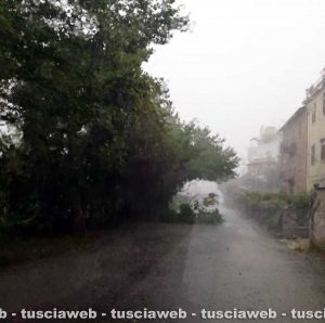 Orte Scalo - Ramo crollato sulla provinciale