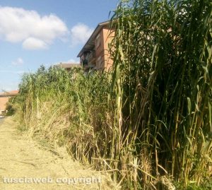 Il canneto al parco della Grotticella
