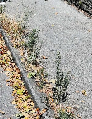 Viterbo - Erbacce a via Carlo Cattaneo
