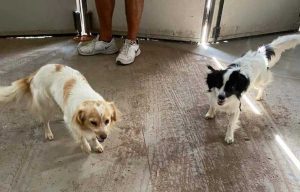Tre cagnolini cercano casa