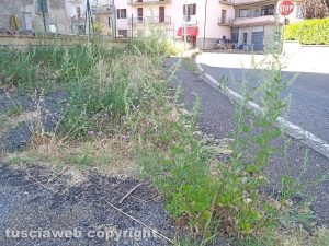 Montefiascone - Erbacce sul marciapiedi in via Paolo Scoponi