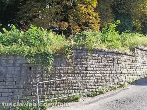 Montefiascone - Erbacce sotto il prato giardino in via Defuk