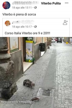 Viterbo - Un topo al corso