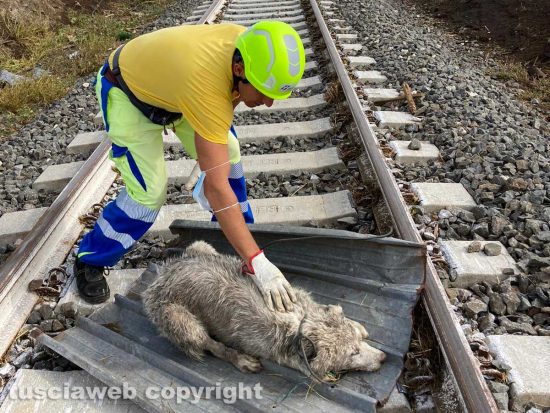 Maltempo - Tromba d'aria - I danni in zona Rinaldone - Il cane ritrovato in fin di vita e salvato
